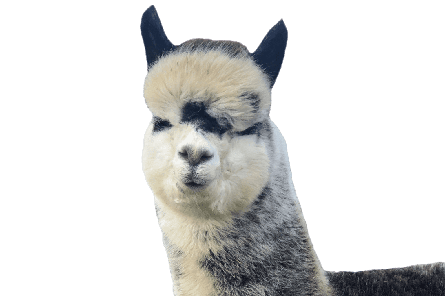 Alpacas Lincolnshire Nottinghamshire Leicestershire JandJ Alpacas